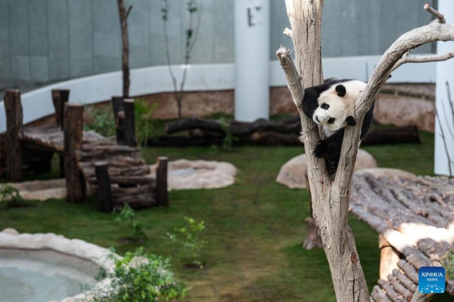 panda house Qatar