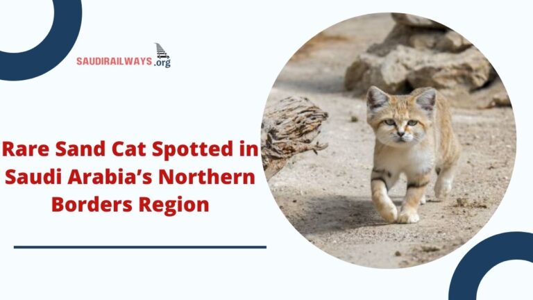 Rare Sand Cat Spotted in Saudi Arabia’s Northern Borders Region