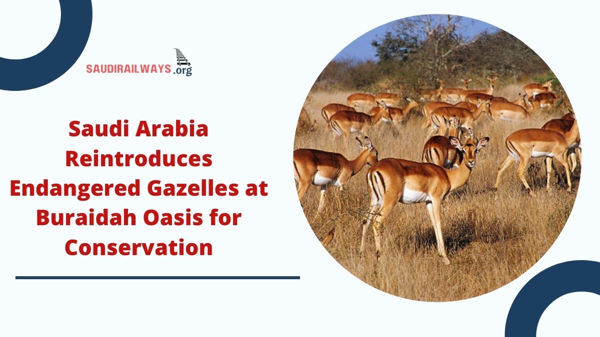 Saudi Arabia Reintroduces Endangered Gazelles at Buraidah Oasis for Conservation